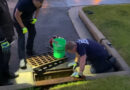 Findlay Firefighters Rescue Ducklings From Storm Drain