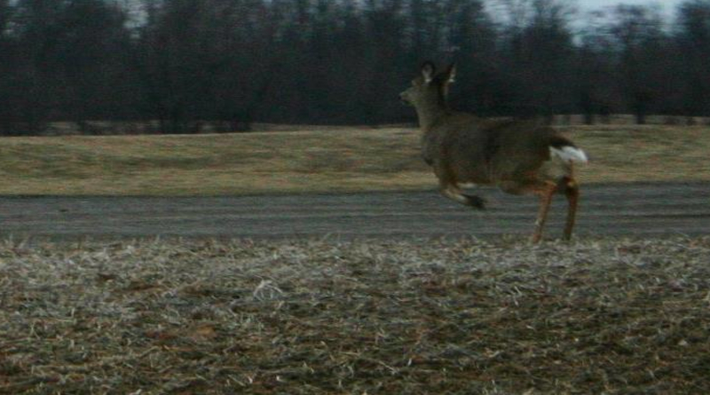 Testing For Chronic Wasting Disease Continues