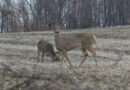 White-Tailed Deer Hunting Season Concludes In Ohio