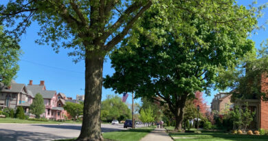Findlay Residents Can Request A Free Tree