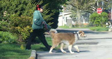 Humane Society Holding Dog Walkathon