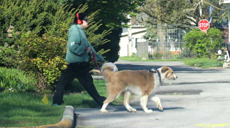 Humane Society Holding Dog Walkathon