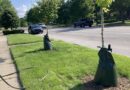 Findlay Residents Receiving Free Trees They Requested