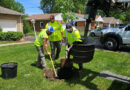 Findlay’s 2024 ‘Request A Tree Program’ Concludes