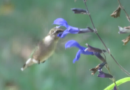 Hancock County Naturalists Hosting Hummingbird Enthusiast Speaker