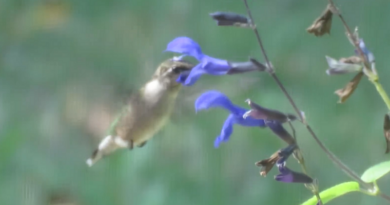 Hancock County Naturalists Hosting Hummingbird Enthusiast Speaker