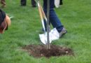 UF Utilizing Findlay Tree Planting Program To Enhance Campus Landscape