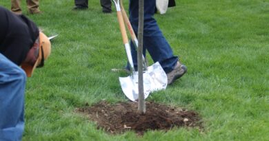 UF Utilizing Findlay Tree Planting Program To Enhance Campus Landscape