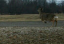 Peak Time For Deer-Involved Crashes In Ohio