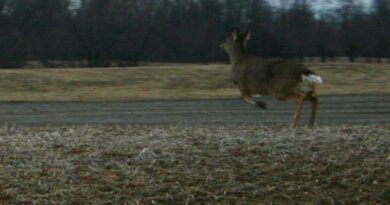 Peak Time For Deer-Involved Crashes In Ohio