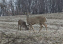 Big Opening Day Of Deer Gun Season For Ohio Hunters