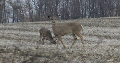 Big Opening Day Of Deer Gun Season For Ohio Hunters