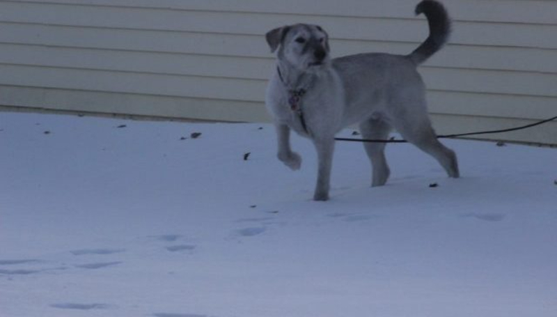 Humane Society: Keep A Close Eye On Your Pets During Extreme Cold