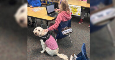 Therapy Dog A Calming Presence For Students