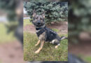 Findlay Police K9 Axel Receives Protective Vest