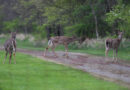 Deer Test Positive For Chronic Wasting Disease