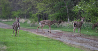 Deer Test Positive For Chronic Wasting Disease