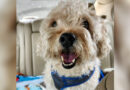 Senior Dog Finds New Home After Owner Had To Give Him Up