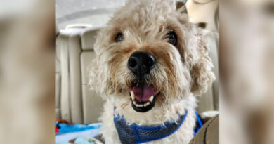 Senior Dog Finds New Home After Owner Had To Give Him Up
