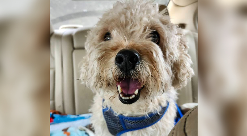 Senior Dog Finds New Home After Owner Had To Give Him Up