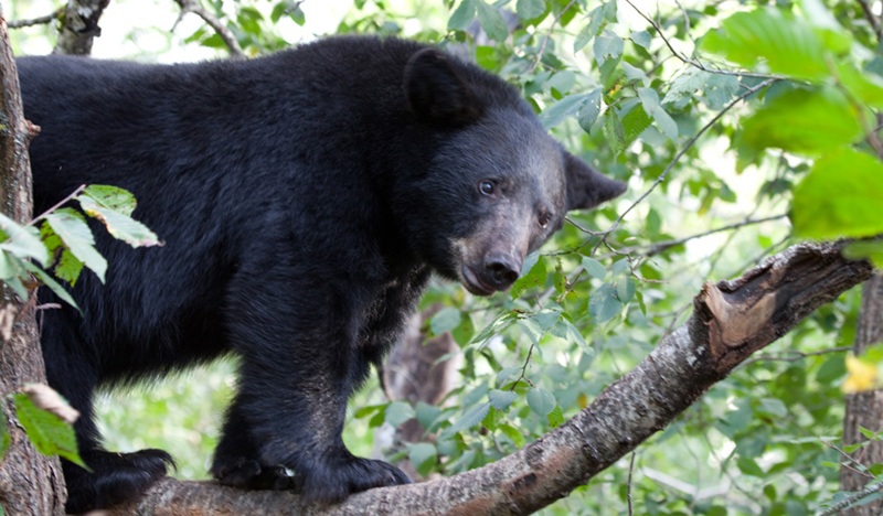 Black Bear Sightings In Ohio Reach All-Time High