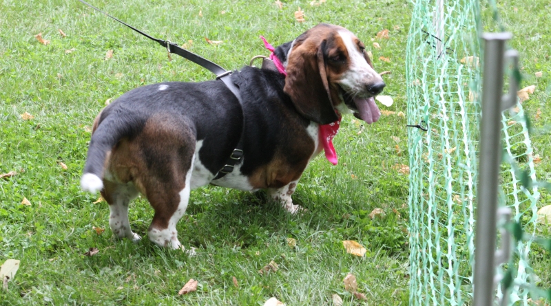 Keep An Eye On Your Pets In This Extreme Heat