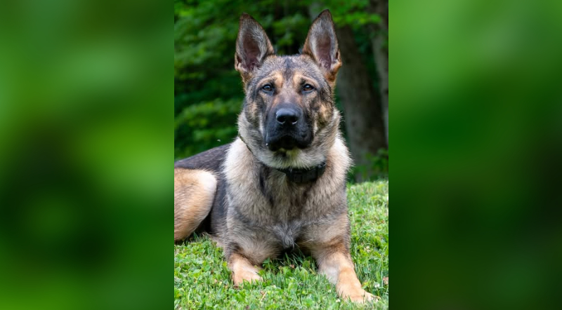 Hancock County Sheriff’s Office Revitalizing K9 Program