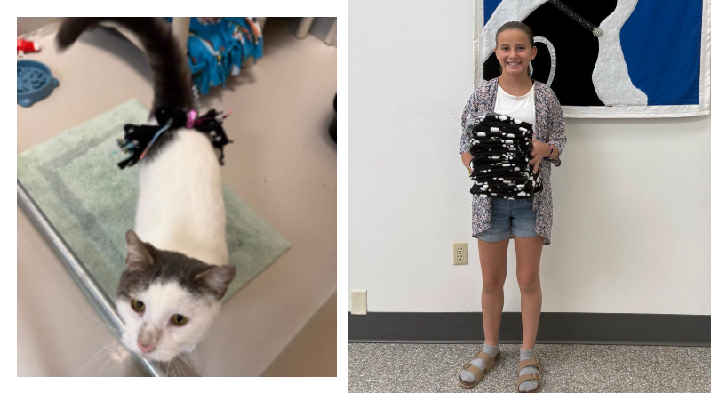 Girl Makes Blankets And Toys For Shelter Cats