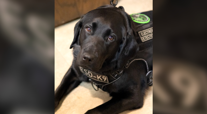 Get To Know Police Department’s New Dual-Purpose K9